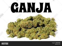 GANJA GOSSIPBHARAT.COM